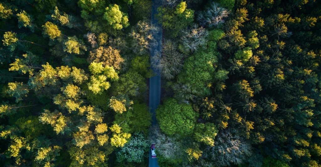 Aerial photograph of a vibrant forest in Stralsund, Germany, showcasing diverse foliage and a road cutting through.
